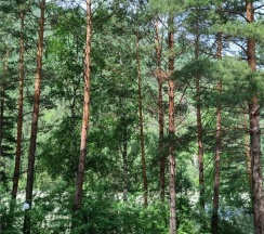 ЛЮКС  № 2 в Золотые пески