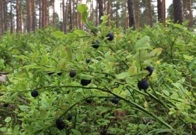 Глэмпинг Лес в Ленинградской области