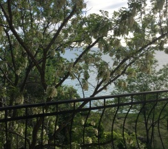 Апартаменты c 1 комнатой с балконом и с красивым видом из окна в Вилла Акация