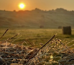 Шатер с террасой малый в Соты&Варенье