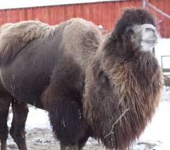 Русский Терем в Басаргино