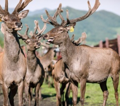 Барский Дом в Басаргино