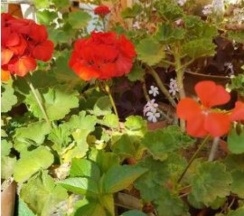 Четырёхместный Стандарт вид в сад в Диана