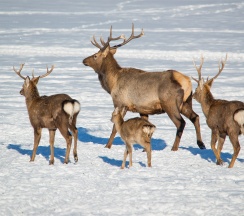 Дворянский Коттедж в Басаргино