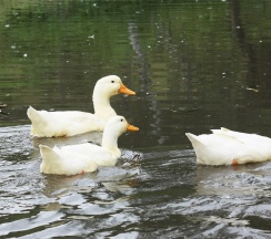 Княжеский Коттедж в Басаргино