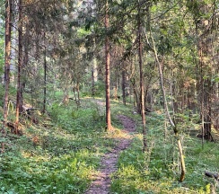 Коттедж премиум в Pine Forest