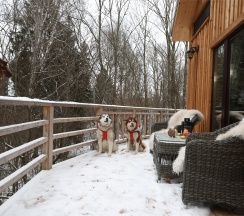 Большой дом на дереве в Экоранчо