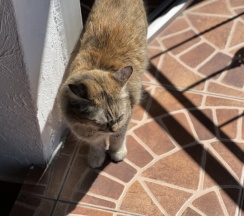 Стандарт двухместный в Славянка