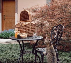 Коттедж- апартаменты в Одиссея Wellness Resort