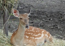 с. Крымгиреевское: Глэмпинг Deer farm