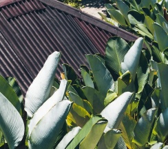 Номер Standard с видом на сад в Railay Garden View Resort
