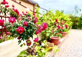 Гостевой дом Дом солнца в Сочи