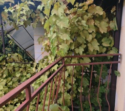 3-местный номер полулюкс с балконом в Солнце Тургенева