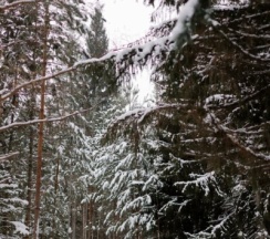 Бунгало в лесу №4 в Илеть