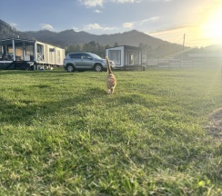 Трехместный номер в Югория-Алтай