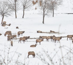 Шале c двумя раздельными кроватями 2-я линия в Маральник Altai Palace