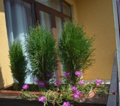 Двухместный номер Standard с балконом 2 отдельные кровати в Guest House Madonna
