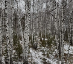 Коттедж стандарт (мансарда) в Лесовик66