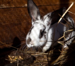 Княжеский Коттедж в Басаргино