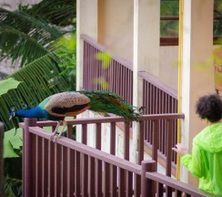 Одноместный номер Standard с видом на море двуспальная кровать в Chang Cliff Resort
