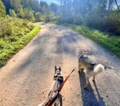 Опушка в Бэмби Ленд