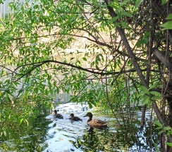 A-frame house в Bathouse58