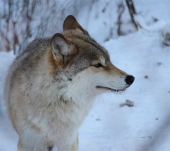 Купеческий Дом в Басаргино