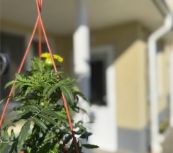 Апартаменты №К11 в Янтарная корона