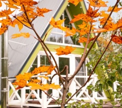 Оливковый Дом в А у реки