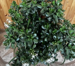 Номер Superior в У Асиды