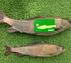 Стандартный четырехместный номер в У горной речки