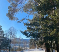 Стандарт в Телецкое Золотое