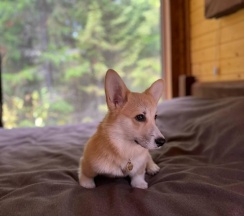 2-местный коттедж стандарт Dog friendly в Крепкие кровати
