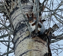 Большой коттедж в Адмирал