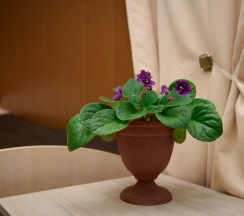 Стандартный четырехместный номер в Сладкий сон