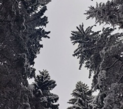 Бунгало Хюгге Мини в Папоротник