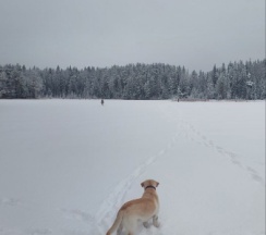 Барн Хауз Фрилуфтслив БИГТРЭВЛ в Папоротник