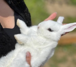 БАРН ХАУС МИНОР в Bunny Park
