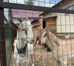 Апартаменты с 4 комнатами в Дурыкино