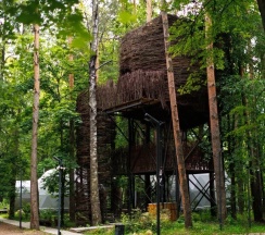 Гнездо на дереве в Утрау