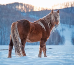 Шале с Маралами в Басаргино