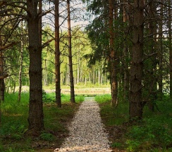 Кубик в соснах в Lato в соснах