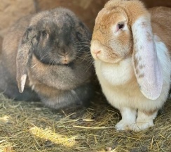 Барнхаус Яхрома (оснащение дома, стоимость банного чана и бани см. Подробнее) в Pavlove Village