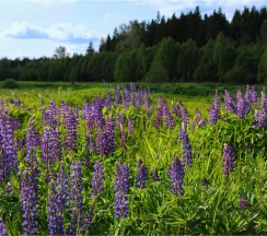 Garden-2 | Банный чан в Барские Поля