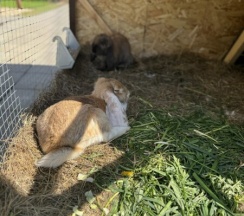 A-Frame №4 (оснащение дома, стоимость банного чана и бани см. Подробнее) в Dacha