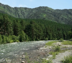 Купол в Royal Forest