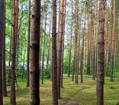 ЛЮКС К  № 9,11,19 в Золотые пески