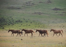 Шатер в Koksa.camp