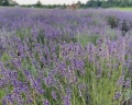 Гастхоф Гренц: отзыв от Полина Шкенева
