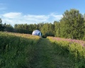 Папоротник: отзыв от Софья Кривощекова